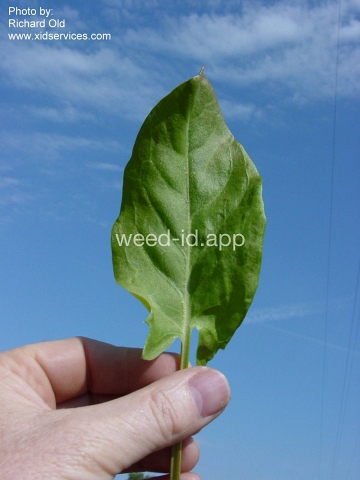 sorrel